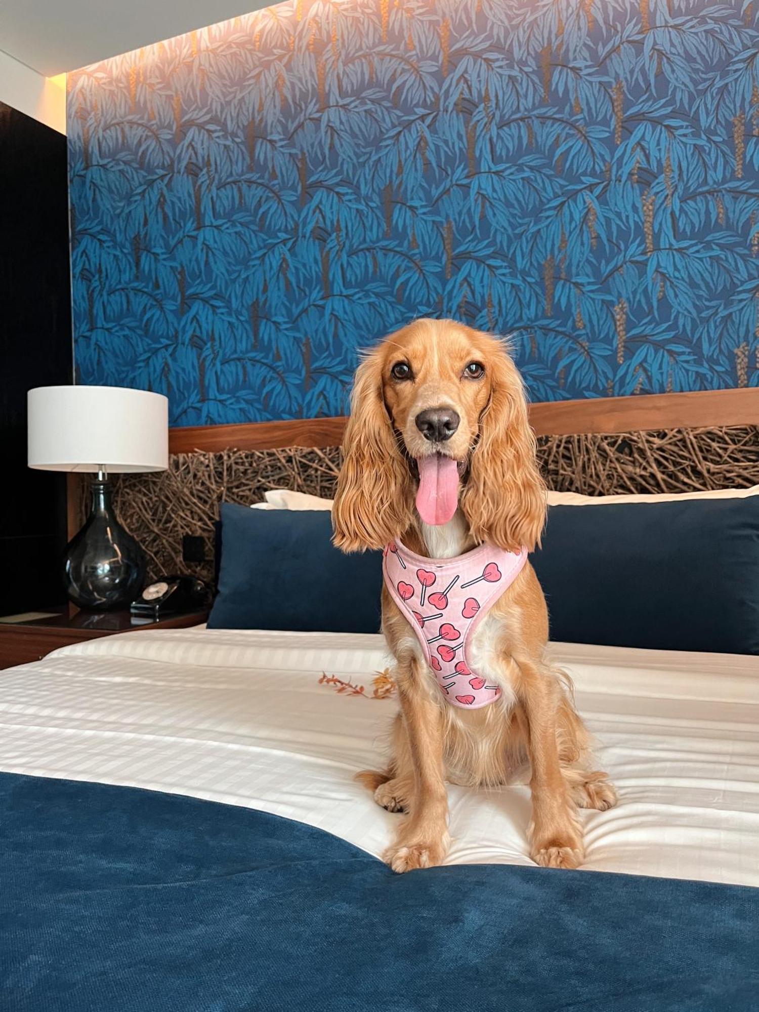 Hotel Cotto Do Gatto ポンテ・ダ・バルカ エクステリア 写真